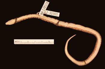 Media type: image;   Herpetology R-178334